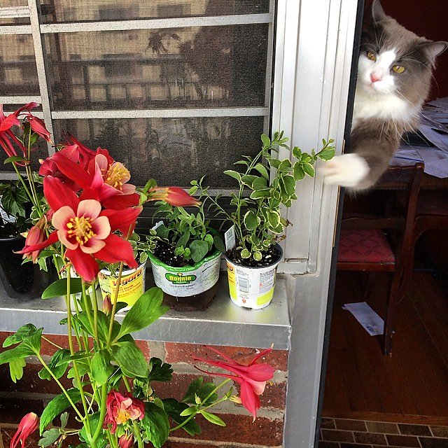 Clyde hates flowers